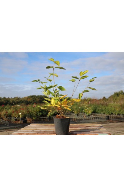 Саджанець Калікант Венус